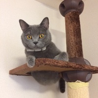 げんげん