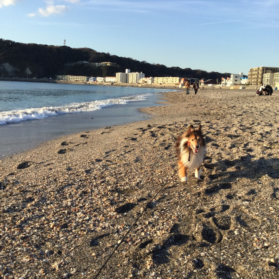 とらのカバー写真