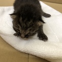 赤ちゃん猫の里親募集！