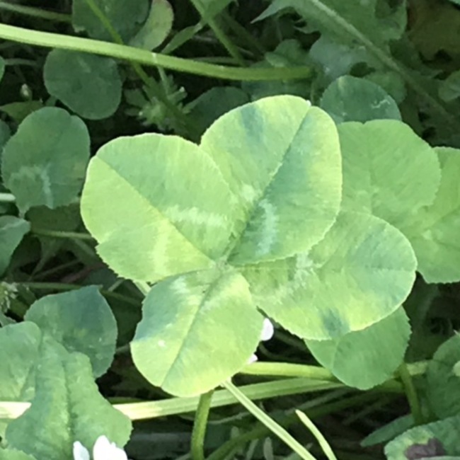 Dora Smile すべての犬の幸せを願って活動中のカバー写真