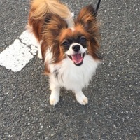 ぺろち
