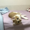 いわちき