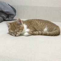 こむぎ