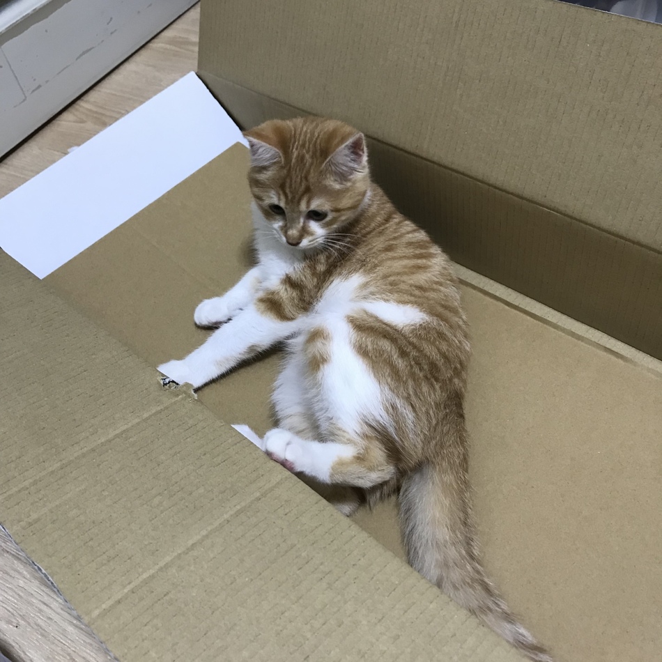 こむぎのカバー写真