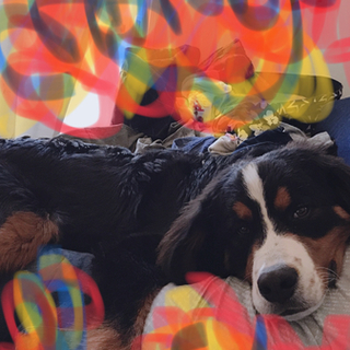 ☆甘えん坊のバーニーズの里親募集☆