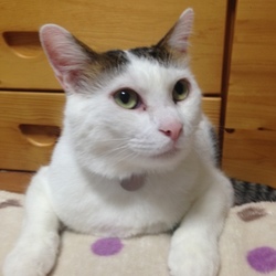 長距離引越しのコツを教えてください。