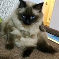 みゅう