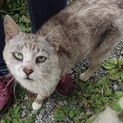 可愛いアメショ風の猫ちゃん♡家族になって下さい