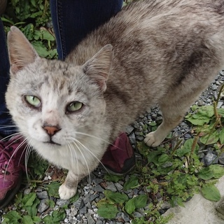 可愛いアメショ風の猫ちゃん♡家族になって下さい