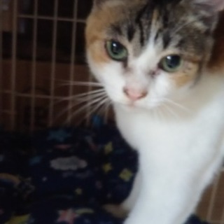 人なつっこい甘えん坊