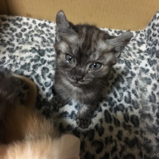 ブラックアメショ♀生後2ヶ月