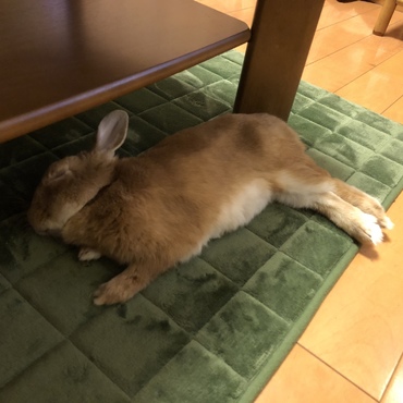 お昼寝中❤️