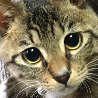 【靴下キジ】 元気な男の子 【エイズ陽性】