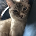 甘えん坊の猫ちゃん