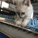 かわいい子猫 白グレー