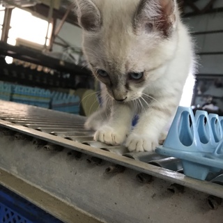 かわいい子猫 白グレー