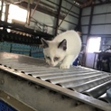 可愛い子猫 白グレー  おとなしい