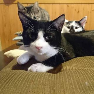 くまさん、一歳