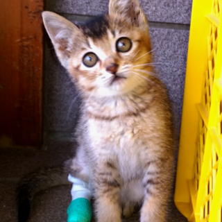 子猫の里親募集