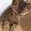 子猫の里親募集します。