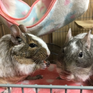 ありがとうございました