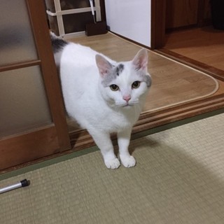 孤独な猫の里親を探しています