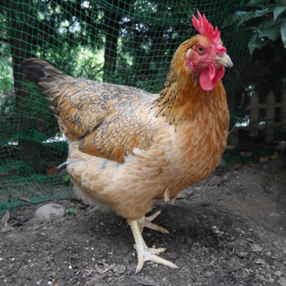 奥美濃古地鶏♀2羽の里親決まりました♪