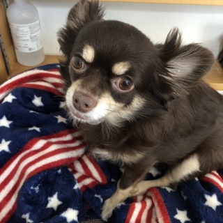 里親募集です。