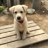 ラテバニラ