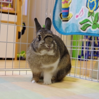 小さなネザーの女の子