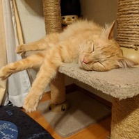 つくし