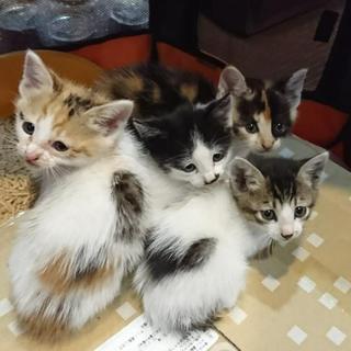 三毛ちゃん、白キジ、白黒の子猫たち里親様募集です。