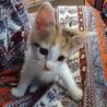 三毛ちゃん、白キジ、白黒の子猫たち里親様募集です。 サムネイル2