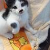 三毛ちゃん、白キジ、白黒の子猫たち里親様募集です。 サムネイル3