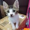 三毛ちゃん、白キジ、白黒の子猫たち里親様募集です。 サムネイル4