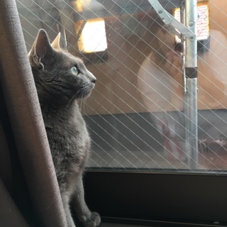 イケメンロシアンブルー親探し