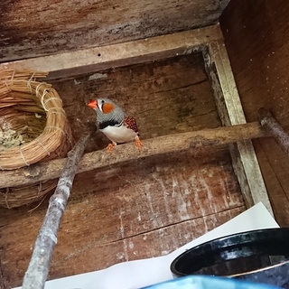 キンカチョウの里親募集