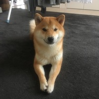 こたつ