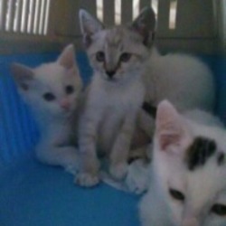 ★★　つくばにて、猫譲渡会　★★