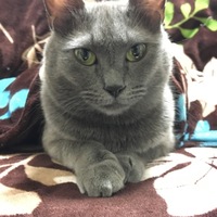 みどり