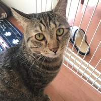 さんご