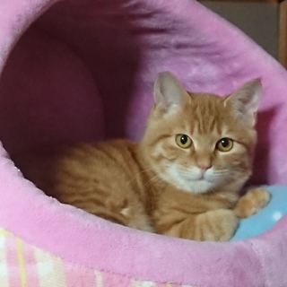 茶とら どんくさ王子です(>_<)