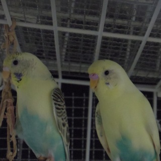 セキセイインコ ♂ 