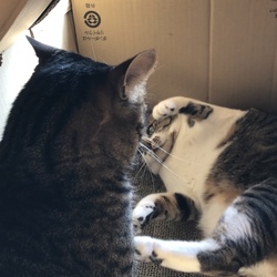 しかまろハウスの中の小さな戦争