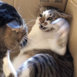 「しかまろハウスの中の小さな戦争」サムネイル2