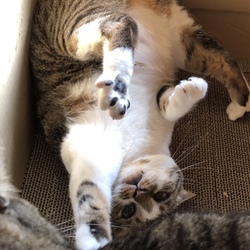 「しかまろハウスの中の小さな戦争」サムネイル3