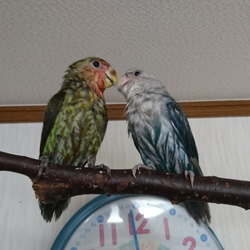 「ようこそ、我が家へ」サムネイル2