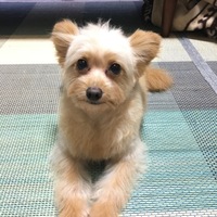 ココ