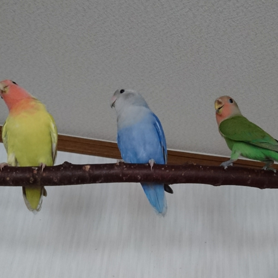 空(ソラッチ)のカバー写真