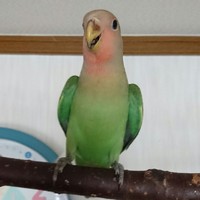 梅(通称梅ちゃん)